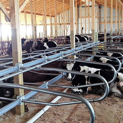 Manteision Economaidd Stondinau Heb Fuwch: Gwella Perfformiad Cynhyrchu ac En...